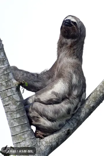 Also as Brown-throated Sloth.