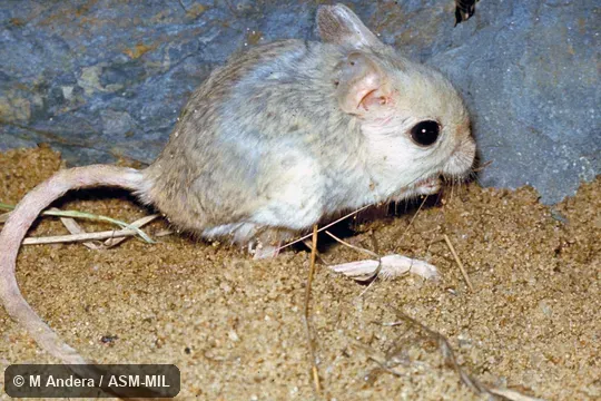 Side view. Also as Lesser Jerboa. Side view. Also as Lesser Jerboa.