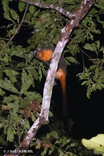 Formerly in Cebidae.  Also as Azara's Owl Monkey, Bolivian Night Monkey, Feline Night Monkey.