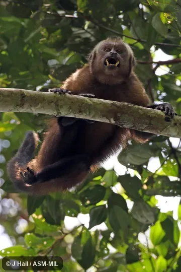 Formerly as Cebus (Sapajus) apella macrocephalus, Tufted Capuchin.  "Peruvian morph"