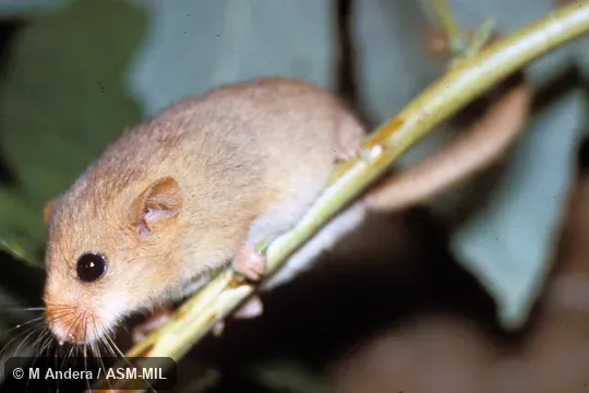 Side view.  Also as Common Dormouse.
