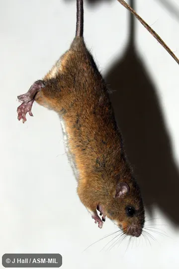 Identified by Fiona Reid.  Also as Large Oecomys.