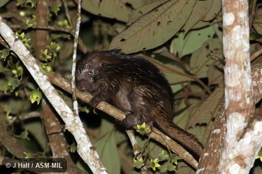 Identified by Fiona Reid