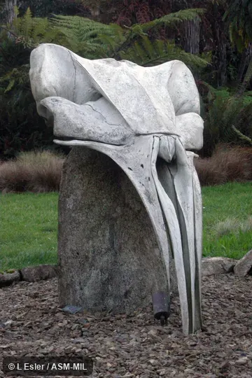 Dorsal view of skull mounted as garden ornament.  Formerly in Neobalaenidae.  Also as Western Australian Whale.