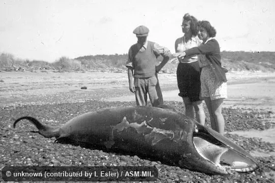 Old photograph of what might be same animal as in MIL 5584.  Formerly in Neobalaenidae.  Also as Western Australian Whale.