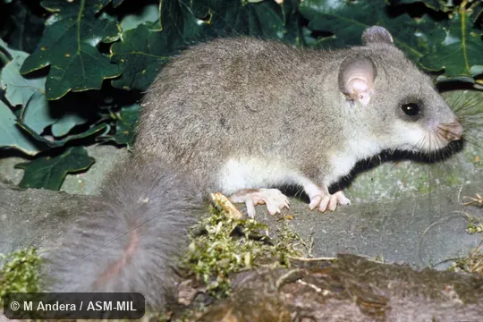 Side view. Also as Fat Dormouse|Edible Dormouse|European Edible Dormouse. Side view. Also as Fat Dormouse|Edible Dormouse|European Edible Dormouse.