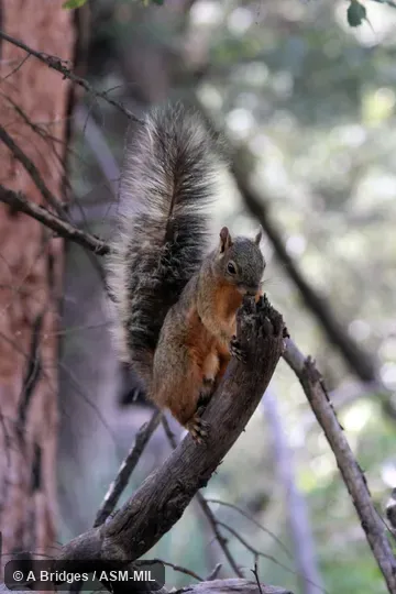 Sciurus nayaritensis apache.  Also as Apache Fox Squirrel|Apache Squirrel|Chiricahua Fox Squirrel|Nayarit Squirrel.  Also as Parasciurus nayaritensis.