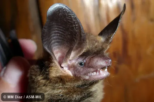 Figure 1 in Mammalian Species Account 973.