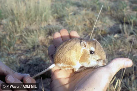 Side view, hand-held. Also as Five-toed Kangaroo Rat. Side view, hand-held. Also as Five-toed Kangaroo Rat.