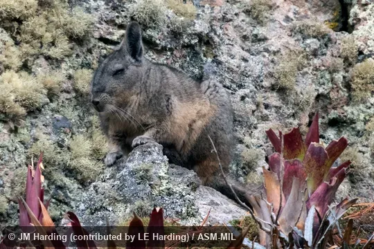 Adult on a rock in typical habitat.  Formerly Lagidium viscacia, Common Mountain Viscacha.  Also as Northern Viscacha.