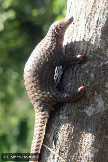 Also as Malayan Pangolin.