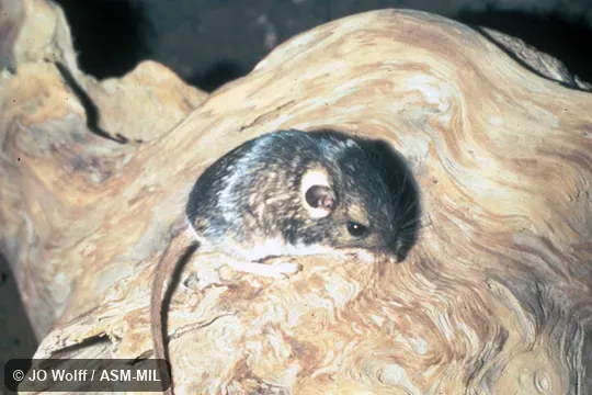 Side view.  Also as Baird's Pocket Mouse.