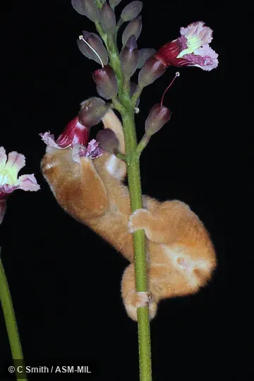 Nycticebus coucang coucang.  Also as Greater Slow Loris · Sunda Slow Loris.