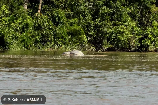 Formerly in order Cetacea.  Also as Brazilian Dolphin|Gray River Dolphin.