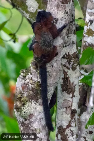 Formerly Saguinus (or Leontocebus) fuscicollis lagonotus, Brown-mantled Tamarin.  Formerly Cebidae (Callitrichinae).