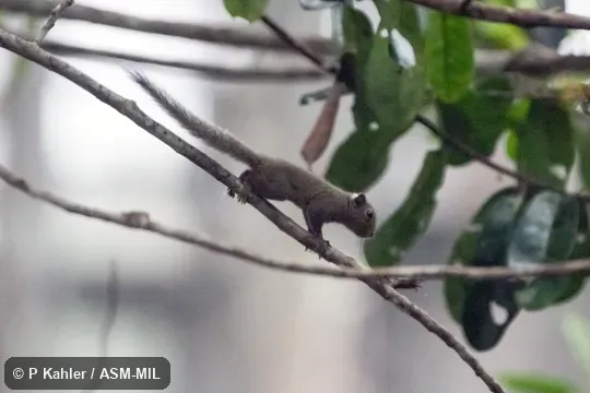 Also as Pygmy Squirrel.