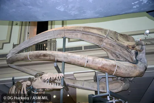 Left ventrolateral view of skull.  Formerly in order Cetacea.  Also as Japanese Whale|North-west Whale|Pacific Right Whale.