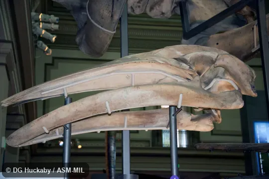 Left lateral view of skull.  Formerly in order Cetacea.  Also as Lesser Rorqual, Little Piked Whale, Sharp-headed Finner Whale, North Atlantic Minke Whale, North Pacific Minke Whale.