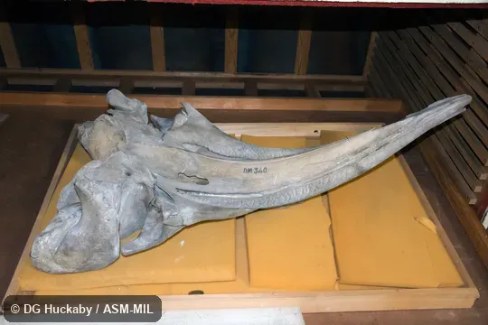 Ventral view of skull.  Formerly in order Cetacea.  Formerly in Neobalaenidae.  Also as Western Australian Whale.
