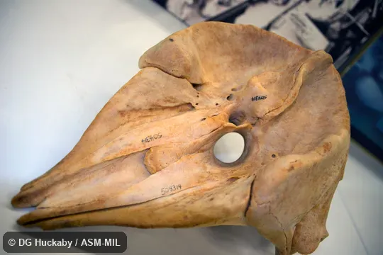 Dorsal view of skull.  Formerly in order Cetacea.  Formerly in Physeteridae.  Also as Lesser Cachalot, Lesser Sperm Whale, Short-headed Sperm Whale.