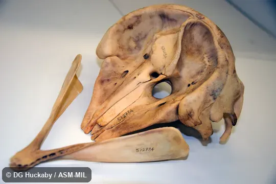 Anterodorsal view of skull and lower jaw. Formerly in order Cetacea. Formerly in Physeteridae. Also as Owen's Pygmy Whale|Snub-nosed Cachalot. Anterodorsal view of skull and lower jaw. Formerly in order Cetacea. Formerly in Physeteridae. Also as Owen's Pygmy Whale|Snub-nosed Cachalot.