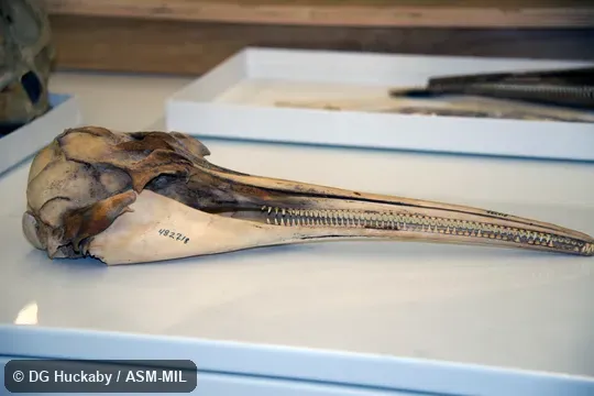 Right lateral view of skull and lower jaw.  Formerly in order Cetacea.  Formerly in Iniidae.  Also as La Plata River Dolphin.