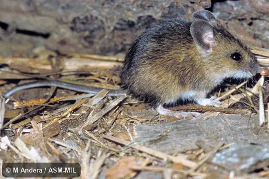 Side view. Also as Small Wood Mouse|Wood Mouse. Side view. Also as Small Wood Mouse|Wood Mouse.
