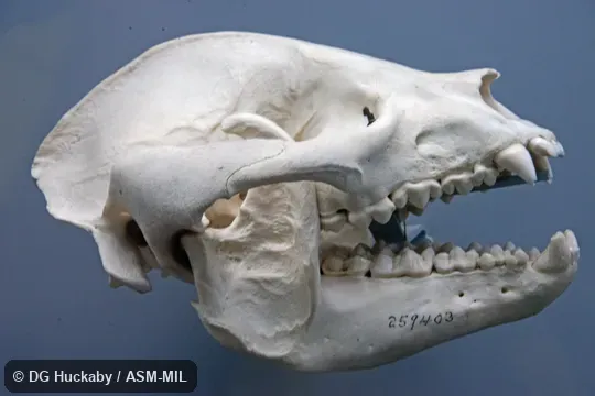 Right lateral view of skull.