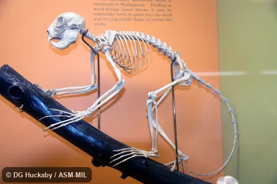 Left lateral view of skeleton.