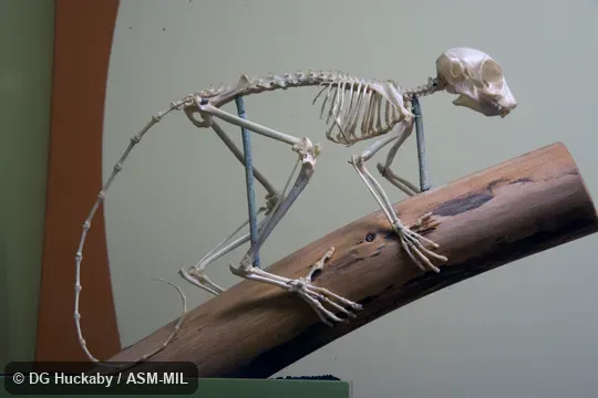 Right lateral view of mounted skeleton.  Also as Senegal Bushbaby, Senegal Galago, Ethiopia Lesser Galago, Kenya Lesser Galago, Senegal Lesser Galago, Uganda Lesser Galago.