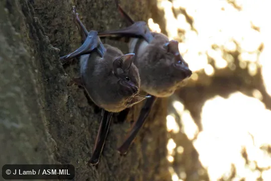 Also as Coastal Tomb Bat|Little Sheath-tailed Bat|North-eastern Sheath-tailed Bat|Southern Sheath-tailed Bat. Also as Coastal Tomb Bat|Little Sheath-tailed Bat|North-eastern Sheath-tailed Bat|Southern Sheath-tailed Bat.