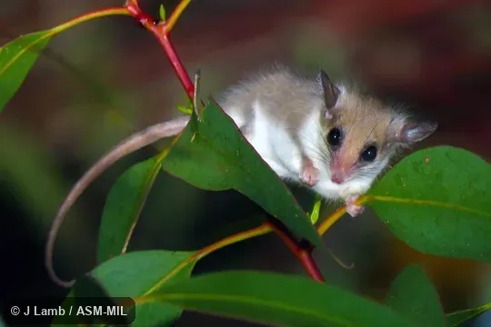 Attracted to flowering heath.  Also as Southwestern Pygmy Possum|Elegant Dormouse Opossum|Lesser Dormouse-phalanger.