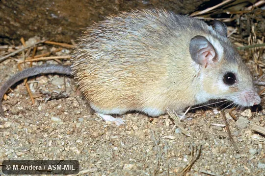 Side view.  Also as Cairo Spiny Mouse · Egyptian Spiny Mouse · Greater Wilfred's Mouse.