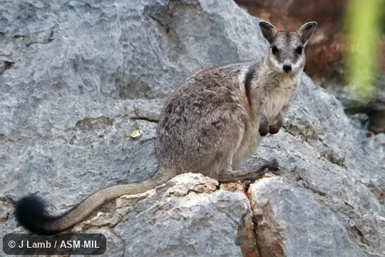 Also as Brush-tailed Rock Wallaby|Western Short-eared Rock Wallaby.