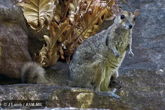 With Joey. Also as Burbridge's Rock Wallaby. With Joey. Also as Burbridge's Rock Wallaby.