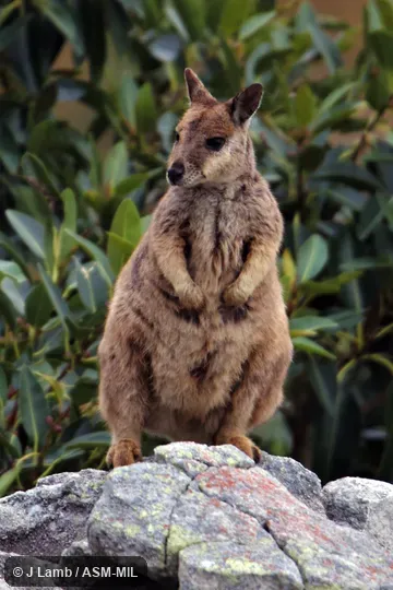 Also as Mt Claro Rock Wallaby.