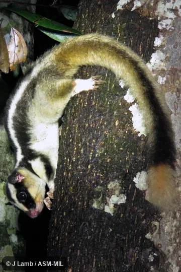 Also as Common Striped Possum, Striped Possum.