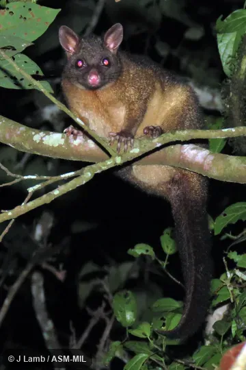 Also as Coppery Brushtail. Also as Coppery Brushtail.