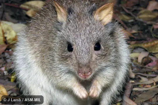 Also as Rufous Rat-kangaroo.