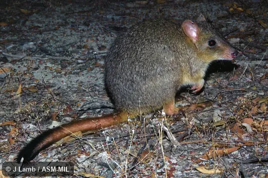Formerly Bettongia penicillata, Brush-tailed Bettong.  Also as Brush-tailed Rat-kangaroo.