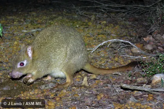 Foraging in feces of Emu (Dromaius novaehollandiae). Formerly Bettongia penicillata, Brush-tailed Bettong.   Also as Brush-tailed Rat-kangaroo, Brush-tailed Bettong.
