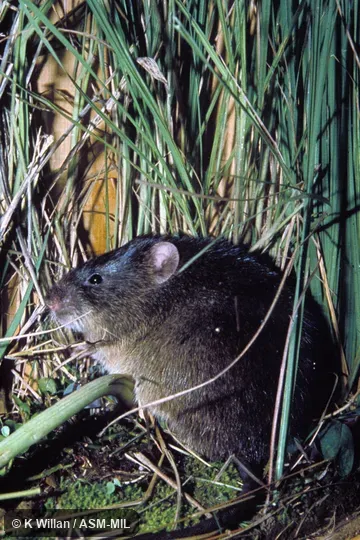 Captive. Also as Common Dasymys. Captive. Also as Common Dasymys.