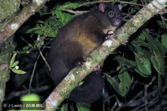 Also as Lemur-like Ringtail, Lemuroid Ringtail.