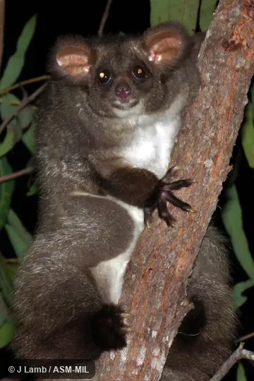 Also as Greater Glider|Greater Gliding Possum.