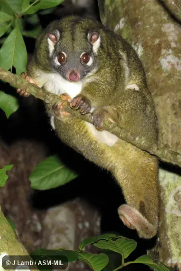 Also as Green Ringtail.