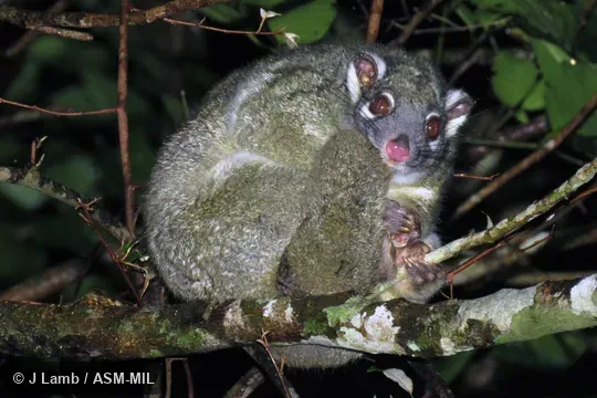 Also as Green Ringtail.