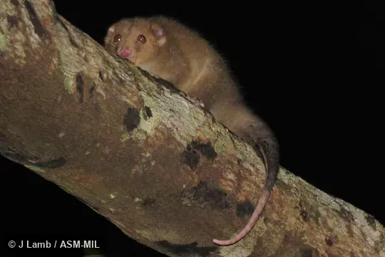 Also as Cinereous Ringtail|Daintree Ringtail Possum.