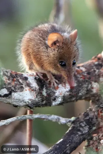 Also as Noolbenger, Honey Mouse.