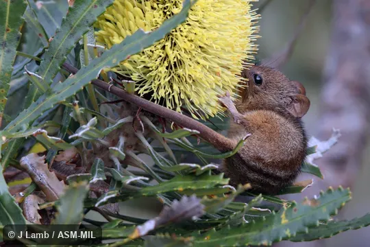Feeding on nectar of Candlestick Banksia (Banksia attenuata) flower.  Also as Noolbenger, Honey Mouse.