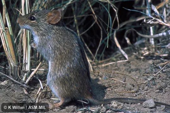 Captive. Also as Single-striped Lemniscomys|Single-striped Mouse. Captive. Also as Single-striped Lemniscomys|Single-striped Mouse.